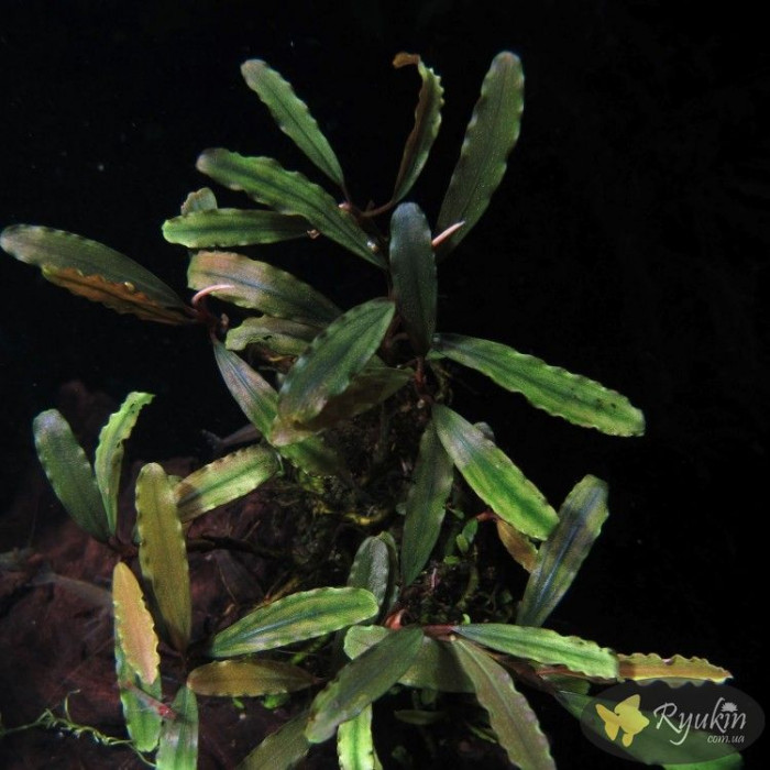 Буцефаландра Bucephalandra sp. Titan 2, Daerah Malawi купити Київ